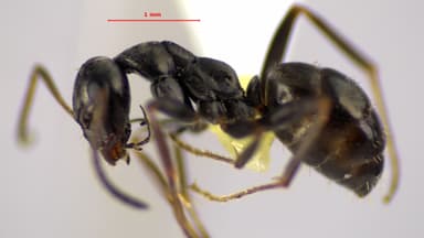 Formica subaenescens — queen photo 34