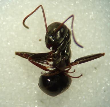 Formica subaenescens photo 35