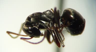 Formica subaenescens photo 36