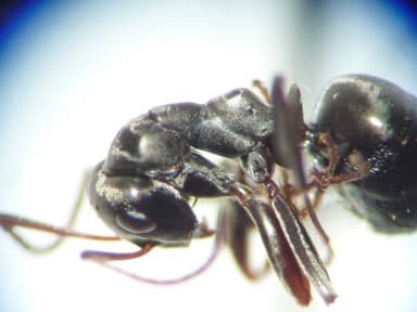 Formica subaenescens photo 37