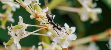 Formica subaenescens photo 38