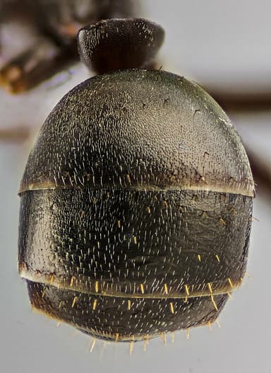 Formica subaenescens photo 39