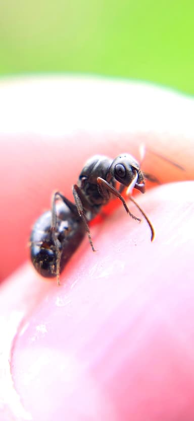 Formica subaenescens photo 40