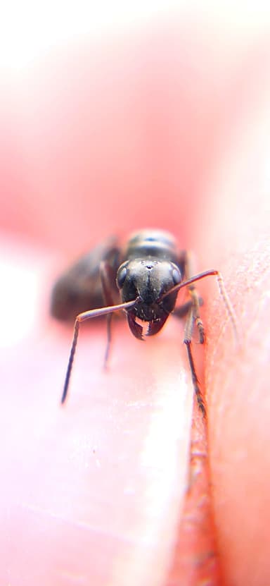 Formica subaenescens photo 41