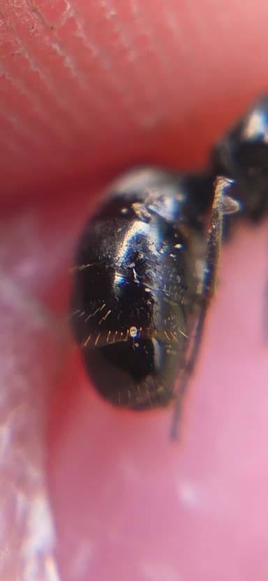 Formica subaenescens photo 42