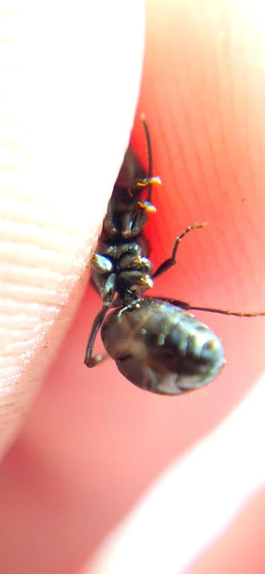 Formica subaenescens photo 43