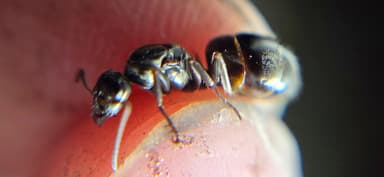 Formica subaenescens photo 44