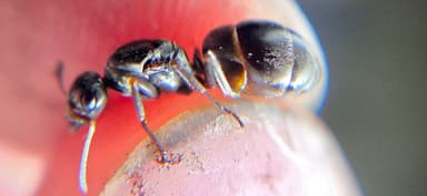 Formica subaenescens photo 45