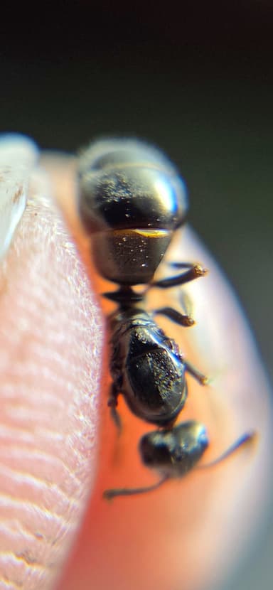 Formica subaenescens photo 46