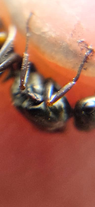 Formica subaenescens photo 47