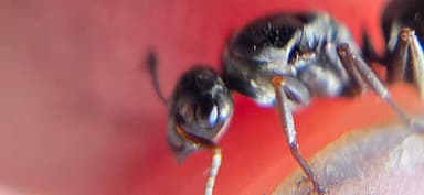 Formica subaenescens photo 48