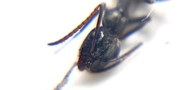Formica subaenescens photo 49