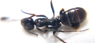 Formica subaenescens photo 50