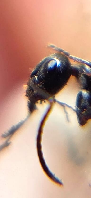 Formica subaenescens photo 51