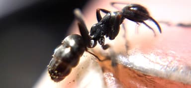 Formica subaenescens photo 52