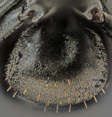 Formica subaenescens photo 53