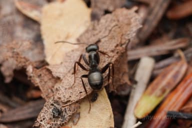 Formica subaenescens photo 54