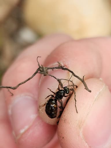 Formica subaenescens — worker photo 55