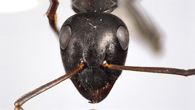 Formica subaenescens photo 57