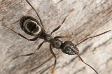 Formica subaenescens photo 58