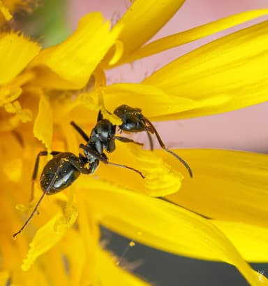 Formica subaenescens photo 59