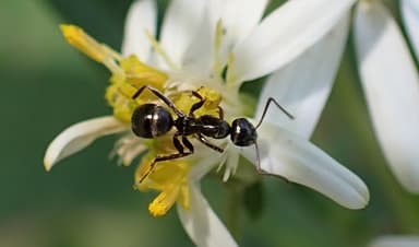 Formica subaenescens photo 60