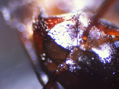 Formica subaenescens photo 61