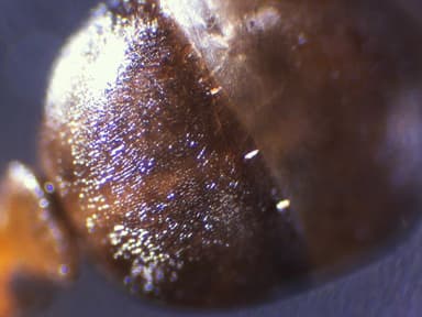 Formica subaenescens photo 62