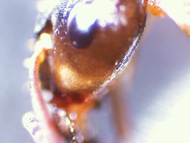Formica subaenescens photo 63