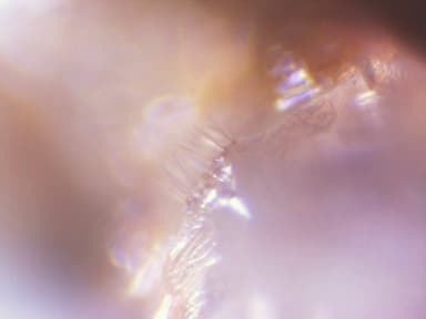 Formica subaenescens photo 64