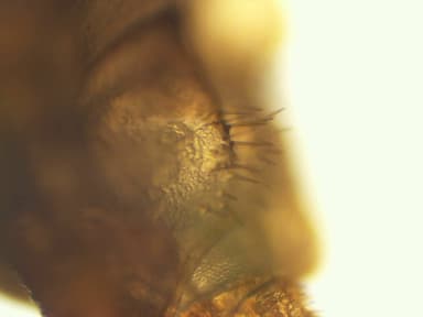 Formica subaenescens photo 65