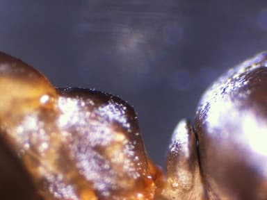 Formica subaenescens photo 66
