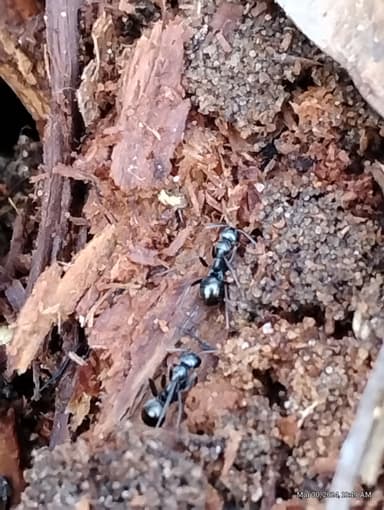 Formica subaenescens photo 67