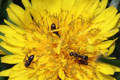 Formica subaenescens photo 1
