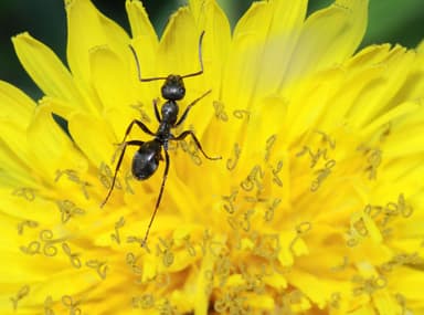 Formica subaenescens photo 2