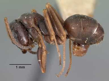 Formica subaenescens — queen photo 3