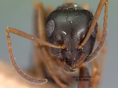 Formica subaenescens — queen photo 4