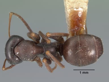 Formica subaenescens — queen photo 5