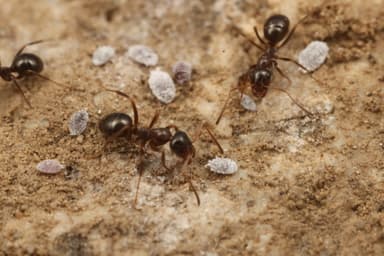 Formica subpolita photo 8
