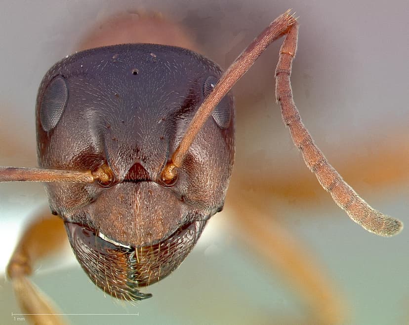 Formica subpolita photo 1