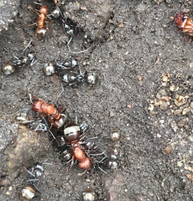 Formica subsericea — worker photo 11