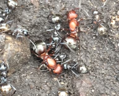 Formica subsericea — worker photo 12