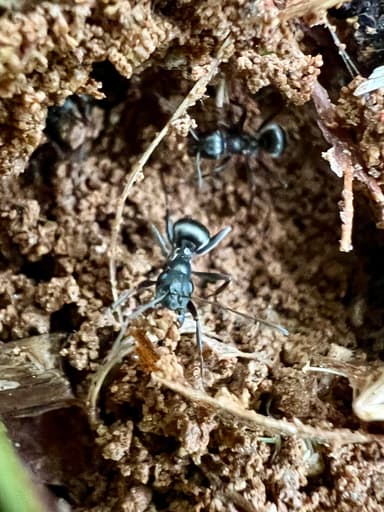 Formica subsericea photo 14