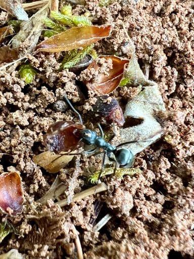 Formica subsericea photo 15