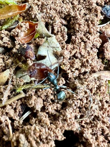 Formica subsericea photo 16