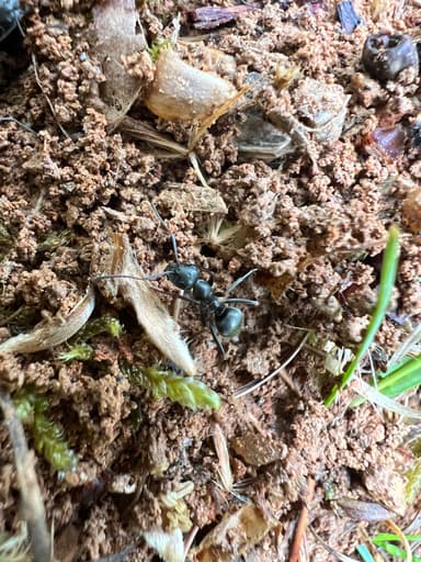 Formica subsericea photo 17