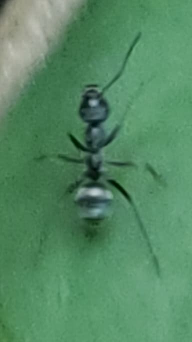 Formica subsericea photo 18