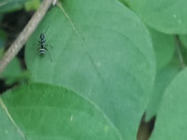 Formica subsericea photo 19