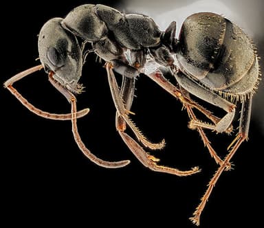 Formica subsericea photo 21