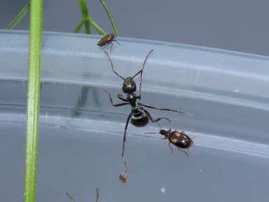 Formica subsericea photo 23